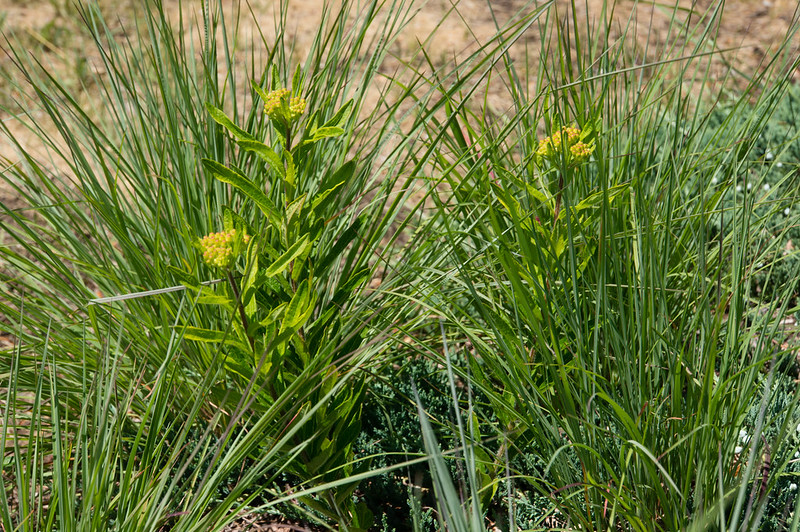 Butterflyweed Asceplias tuberosa growing with Little Bluestem Schizachyrium scoparium