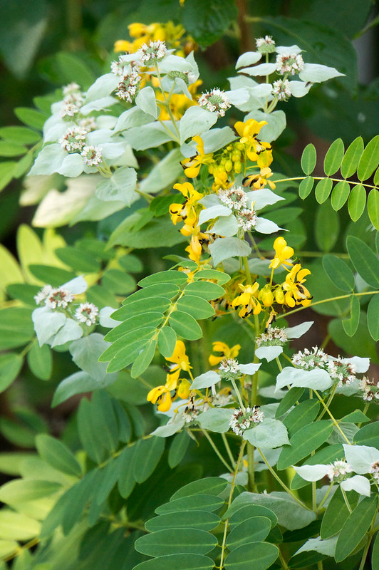 Wild Senna and Mountain Mint