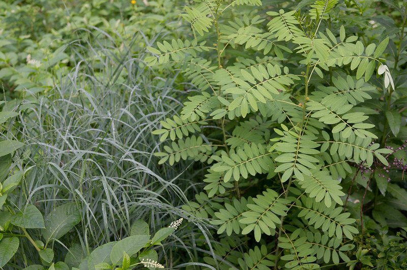 Switchgrass and Wild Senna