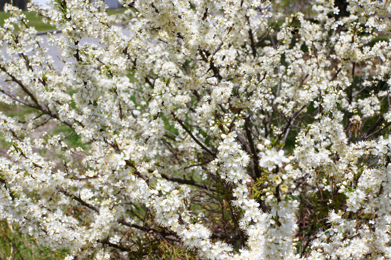 Beach Plum - Prunus maritima - Dr Mary Gillham Archive Project - CC BY-SA 2.0
